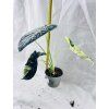 ALOCASIA DRAGON SCALE VARIEGATED
