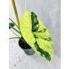 ALOCASIA DRAGON SCALE VARIEGATED