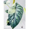 ALOCASIA DRAGON SCALE VARIEGATED