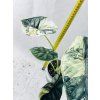 ALOCASIA DRAGON SCALE VARIEGATED