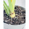 ALOCASIA DRAGON SCALE VARIEGATED