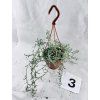 SENECIO