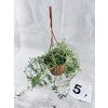 SENECIO