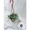 SENECIO