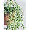 SENECIO