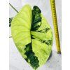 ALOCASIA DRAGON SCALE VARIEGATED