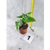 SYNGONIUM ALBO VARIEGATED