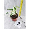 SYNGONIUM ALBO VARIEGATED