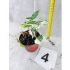 SYNGONIUM ALBO VARIEGATED