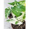 SYNGONIUM ALBO VARIEGATED