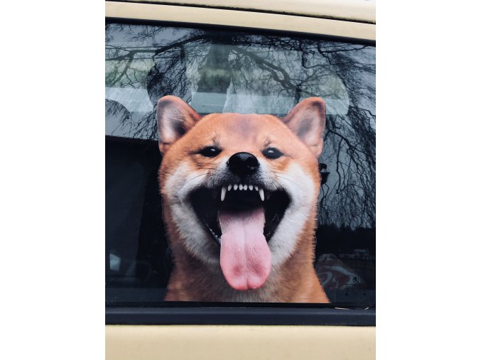 Nálepka SHIBA-INU, samolepka SHIBA-INU