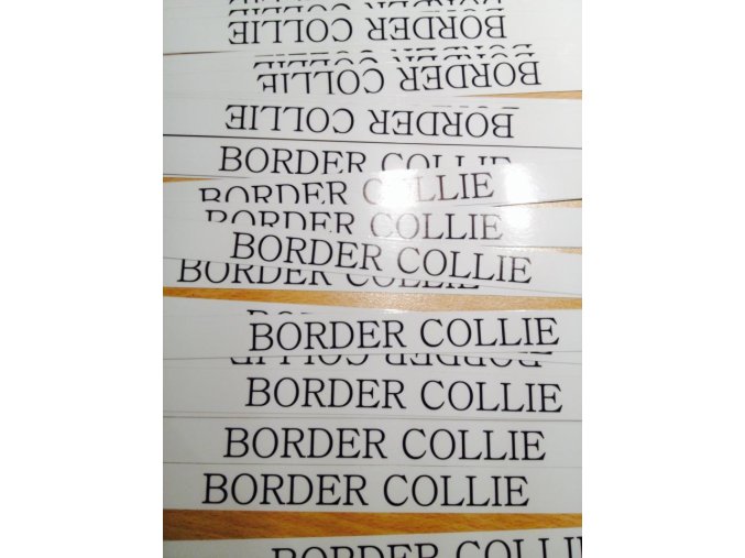 BORDER KOLIE
