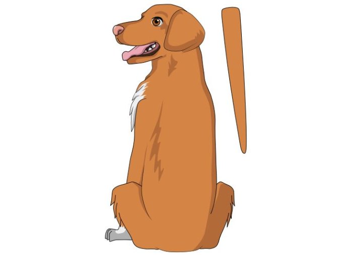 DUCK TOLLING RETRIVER