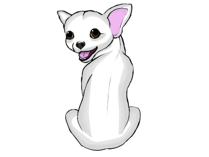 ČIVAVA bílá