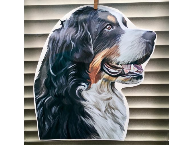 bernský salašnický 