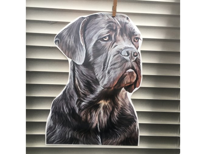 cane corso