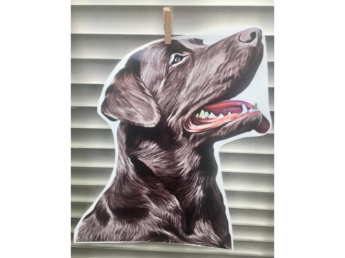 Labrador Hlava