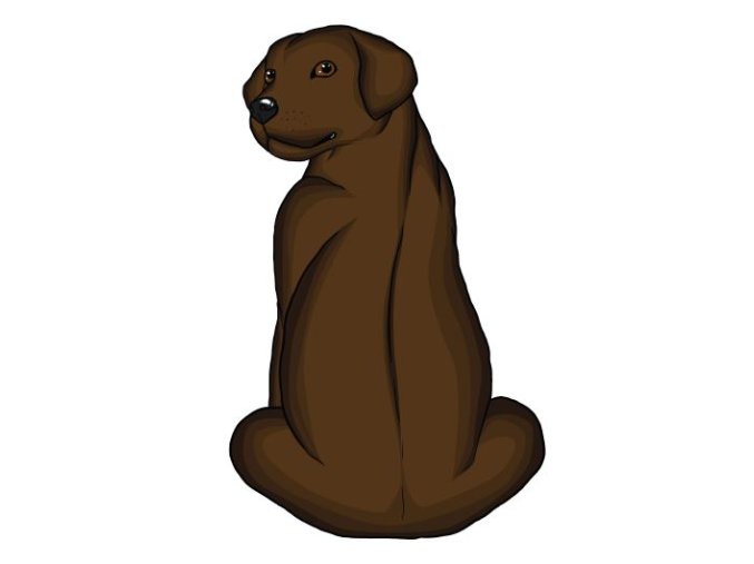 LABRADORSKÝ RETRÍVR hnědý
