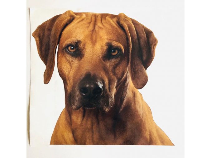 RHODÉSKÝ RIDGEBACK