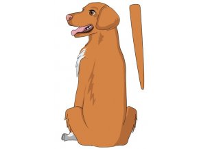 DUCK TOLLING RETRIVER