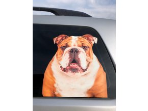 Anglický buldog