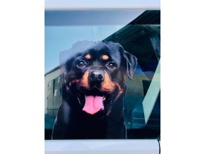 rottweiler, barevná samolepka rotvajler