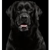 Nálepka LABRADORSKÝ RETRIVR, samolepka LABRADORSKÝ RETRIVR