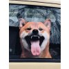 Nálepka SHIBA-INU, samolepka SHIBA-INU