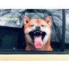 Nálepka SHIBA-INU, samolepka SHIBA-INU