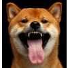 Nálepka SHIBA-INU, samolepka SHIBA-INU