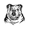 Buldog1