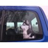 husky, sibiřský husky