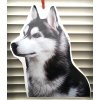 husky, sibiřský husky