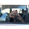 cane corso , samolepka cane corso , nálepka cane corso 