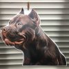 samolepka cane corso , cane corso 
