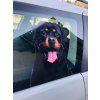 rottweiler, barevná samolepka rotvajler