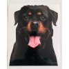 rottweiler, barevná samolepka rotvajler
