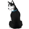 SIBIŘSKÝ HUSKY černý