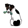 JACK RUSSEL TERIER var.1