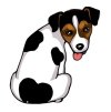 JACK RUSSEL TERIER var. 3