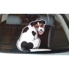 JACK RUSSEL TERIER var. 3