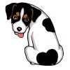 JACK RUSSEL TERIER var.4