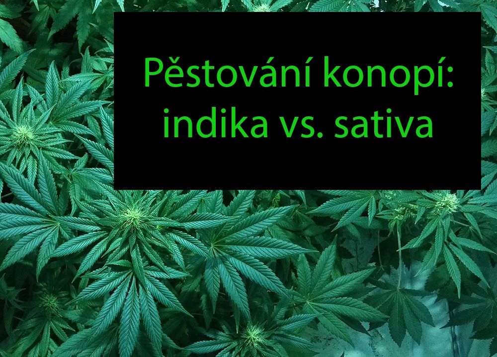 Pěstování konopí - rozdíl mezi konopí rodu indika a sativa