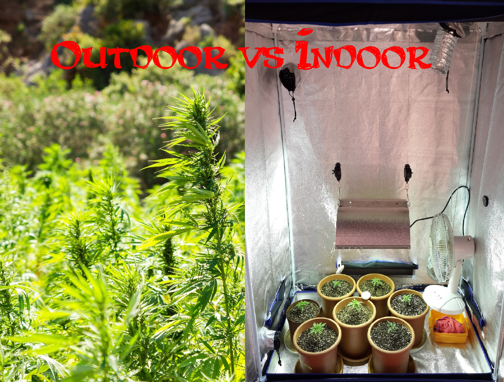 Pěstování konopí indoor vs outdoor - 3 hlavní rozdíly