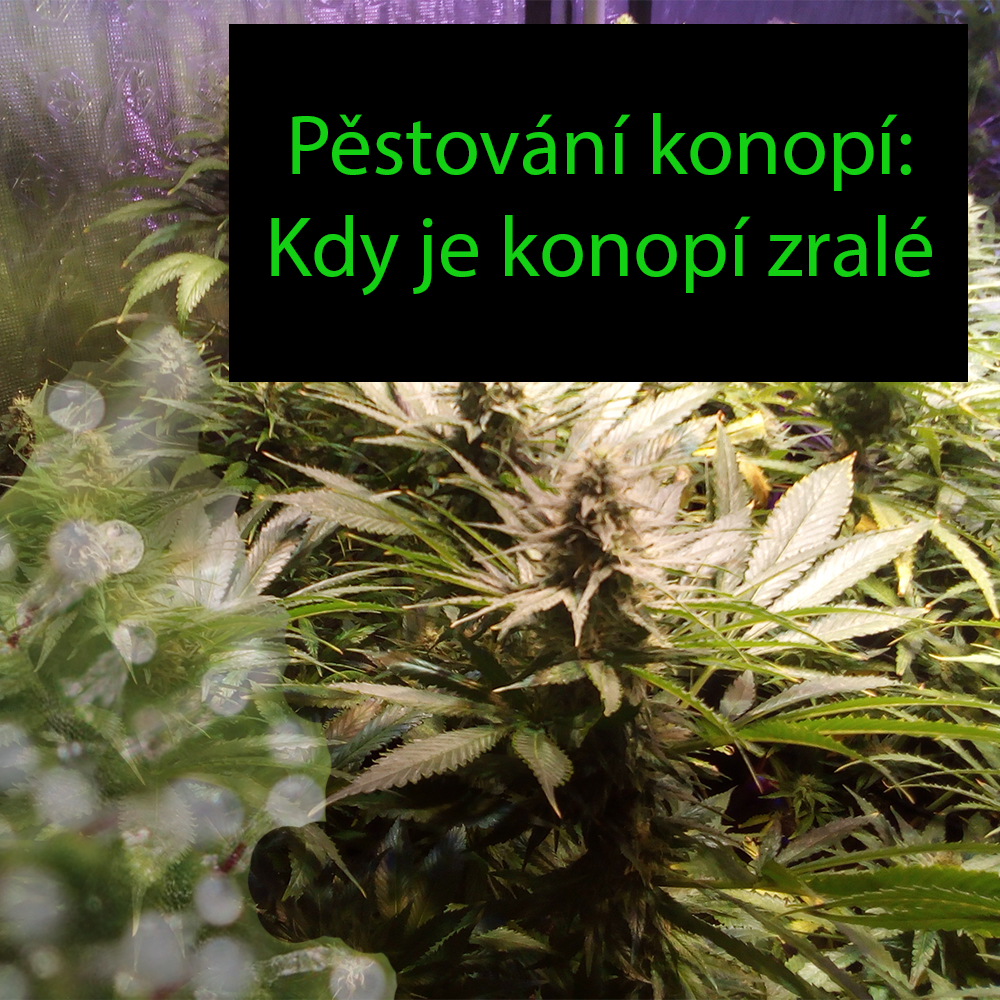 Pěstování konopí - Kdy je ten správný čas ke sklizení marihuany