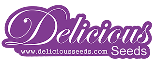 Delicious Seeds - kvalitní genetika ze slunného Španělska