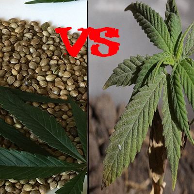 Pěstování konopí: Rozdíl mezi semeny a sazenicemi konopí