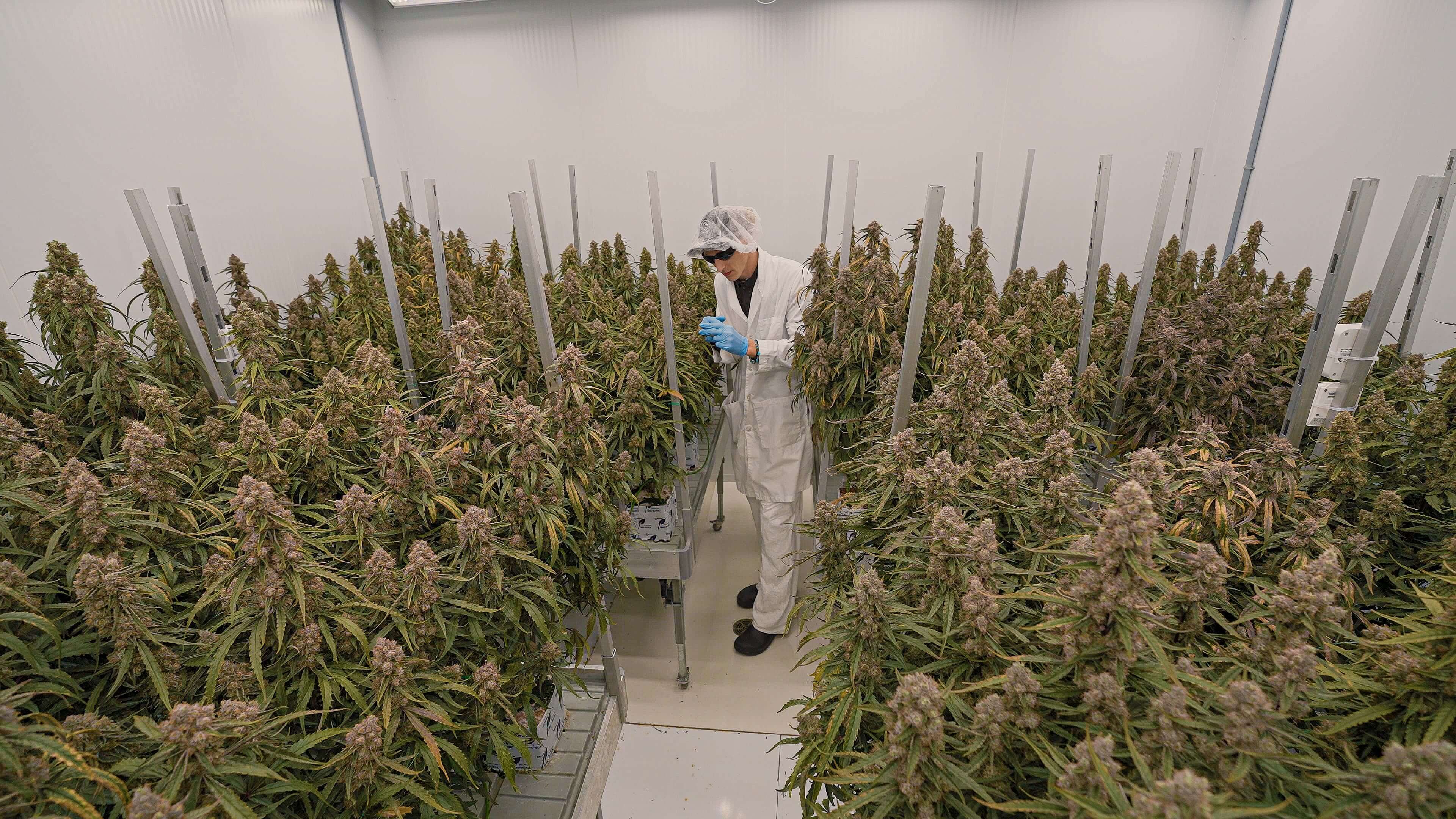 F1 odrudy konopi medusa RQS