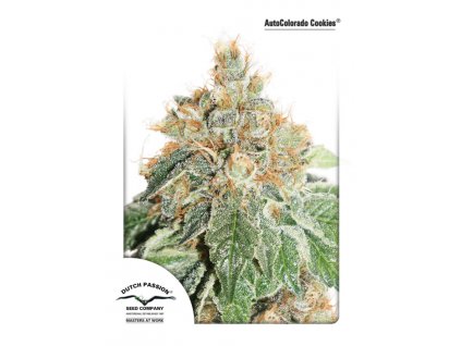 autocolorado cookies dutch passion semena