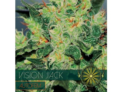 vision jack auto